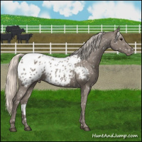 Horse Color:Silver Grullo Appaloosa 