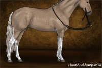 Horse Color:Silver Grullo Tobiano