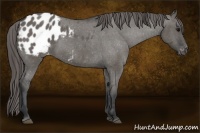 Horse Color:Grullo Appaloosa 