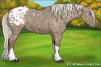 Horse Color:Silver Grullo Appaloosa