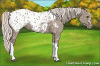 Horse Color:Silver Grullo Appaloosa 