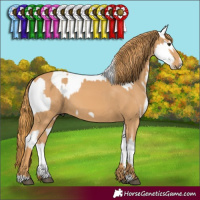 Horse Color:White Spotted Liver Red Dun Mushroom Frame Appaloosa  and Chestnut Frame 