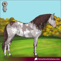 Horse Color:White Spotted Chocolate Grullo Chinchilla  and White Spotted Chocolate Classic Champagne Chinchilla Dun 