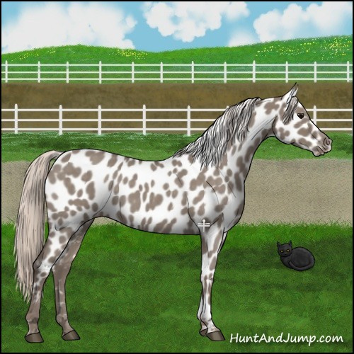 Horse Color:Silver Grullo Roan Appaloosa 