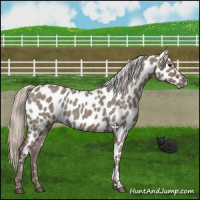 Horse Color:Silver Grullo Roan Appaloosa 
