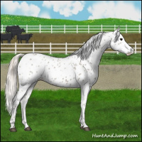 Horse Color:Silver Grullo Appaloosa 