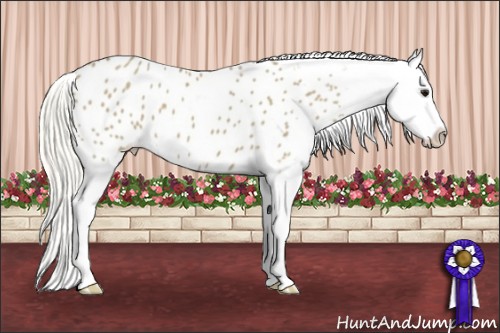 Horse Color:Silver Smoky Grullo Appaloosa 