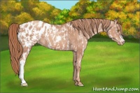Horse Color:Gold Champagne Near Leopard and Gold Champagne Blanket