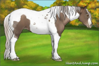 Horse Color:Gray Silver Black Pearl Tobiano