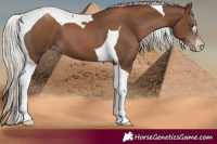 Horse Color:Gray Silver Black Pearl Tobiano