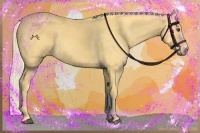 Horse Color:Palomino  and Palomino 