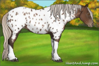 Horse Color:Gray Silver Blue Roan Pearl Tobiano Appaloosa 