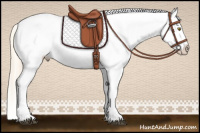 Horse Color:Palomino Appaloosa  and Gold Cream Champagne Appaloosa 