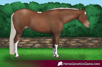 Horse Color:Gray Silver Black Pearl Tobiano