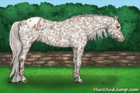 Horse Color:Silver Grullo Appaloosa 