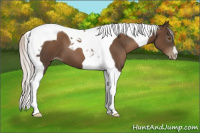 Horse Color:Gray Silver Black Pearl Tobiano