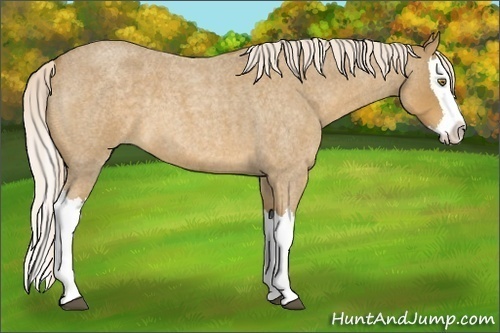 Horse Color:Palomino Roan Splash 