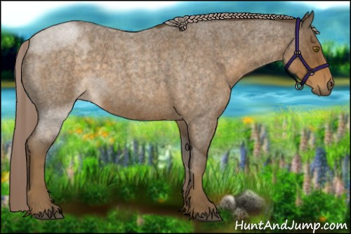 Horse Color:Chocolate Palomino Roan 