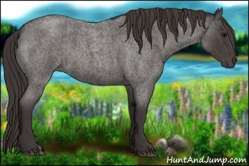 Horse Color:Smoky Blue Roan
