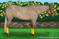 Horse Color:Chocolate Palomino Roan 