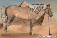 Horse Color:Chocolate Palomino Roan 