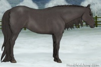 Horse Color:Smoky Blue Roan 
