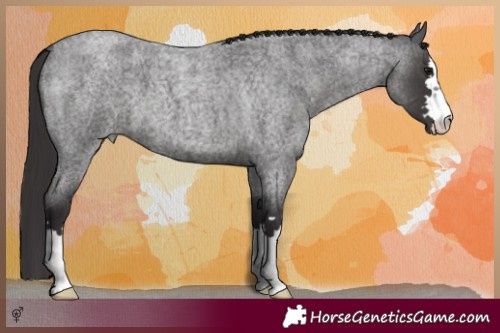 Horse Color:Smoky Blue Roan 