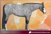Horse Color:Smoky Blue Roan 