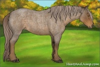 Horse Color:Chocolate Palomino Roan 