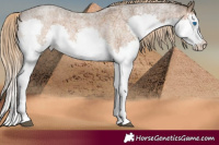 Horse Color:Chocolate Palomino Roan Splash