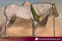Horse Color:Chocolate Palomino Roan 