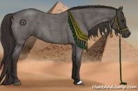 Horse Color:Smoky Blue Roan 