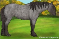 Horse Color:Smoky Blue Roan 