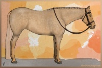 Horse Color:Palomino Roan 