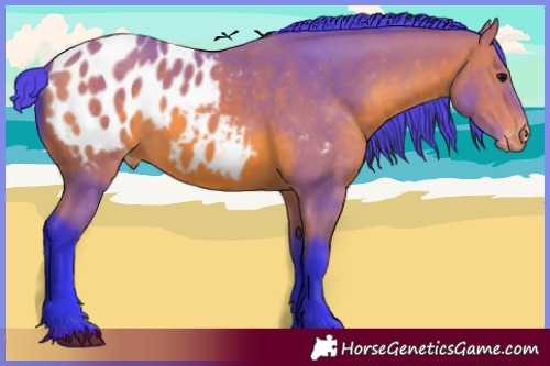 Horse Color:Watercolor Bay Appaloosa 