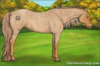 Horse Color:Palomino Roan 