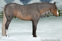 Horse Color:Silver Smoky Blue Roan 