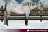 Horse Color:Silver Smoky Blue Roan 