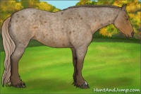 Horse Color:Chocolate Palomino Roan 