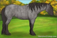 Horse Color:Smoky Blue Roan 