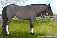 Horse Color:Smoky Blue Roan 
