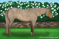 Horse Color:Chocolate Palomino Roan