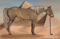 Horse Color:Chocolate Palomino Roan 