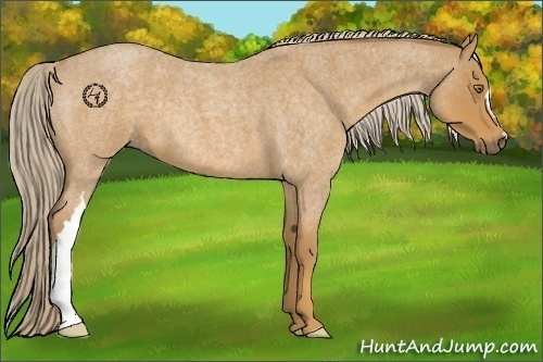 Horse Color:Palomino Roan 