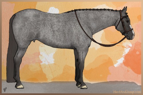 Horse Color:Smoky Blue Roan