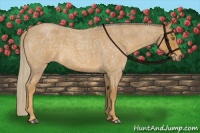 Horse Color:Palomino Roan