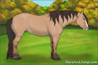Horse Color:Bay Dun Splash 
