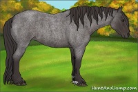 Horse Color:Smoky Blue Roan