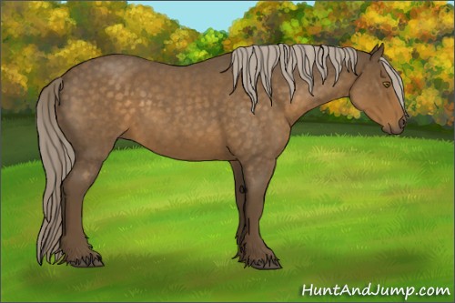 Horse Color:Chocolate Palomino Roan