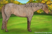 Horse Color:Chocolate Palomino Roan